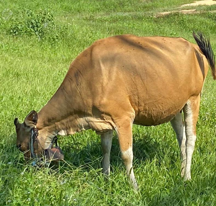 Cow grazing in a field